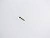 IMG_6804 (Large)