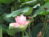 2012-09-01-mantova-034